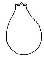 Involucral Bract - Ovoid